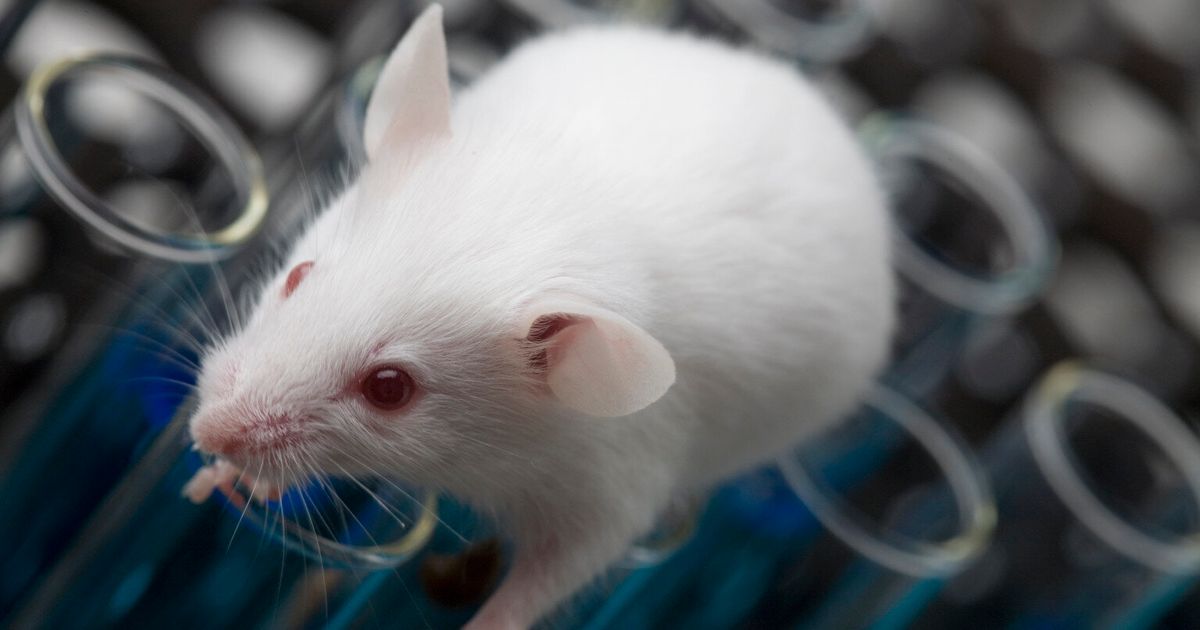 Animal Genetics Market to Reach US$ 10.53 Billion by 2023    