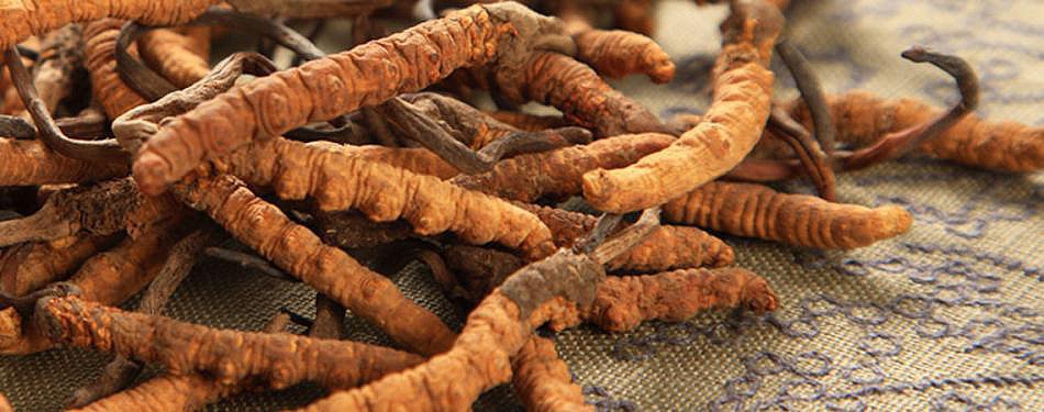 Expanding Opportunities in the Cordyceps Sinensis and Militaris Extract Market   