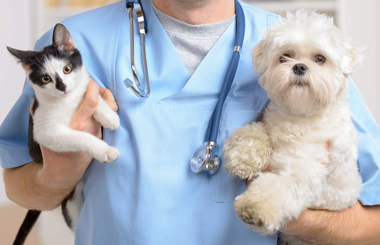 Veterinary Medicine Market Is Estimated To Witness High Growth Owing To Growing Pet Ownership