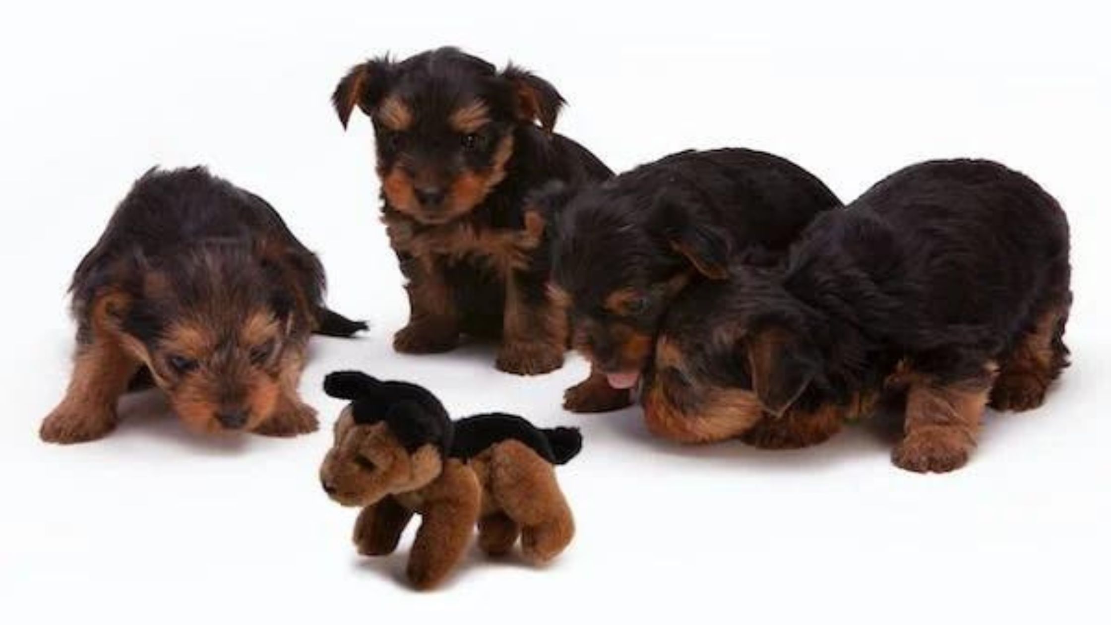 Adopting Labradoodle Puppies: Welcoming Furry Happiness into Your Home