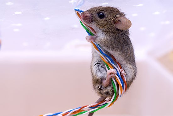 Pest control Brampton with unique solutions to exterminate rodents immediately