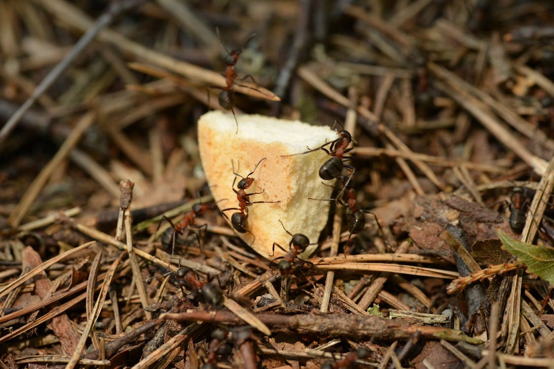 Expert’s Best Solutions for Ant Control Surrey
