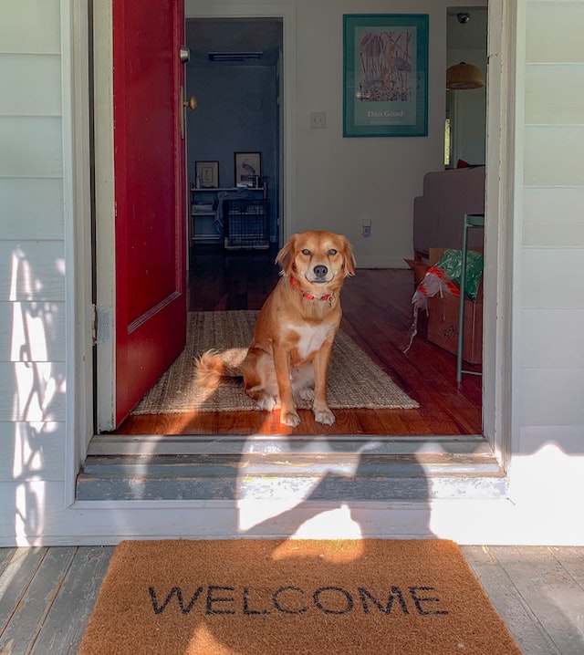Affordable Dog Training: Tips and Tricks for a Well-Behaved Pup