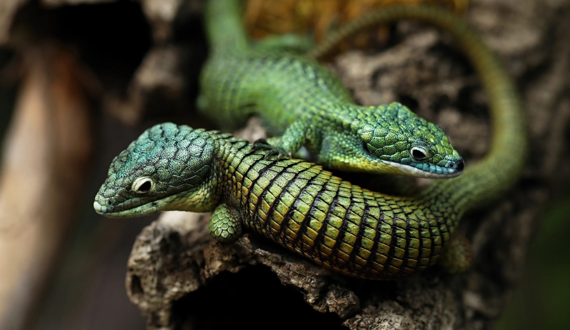 Répteis do Brasil: The Astounding Diversity of Brazilian Reptiles