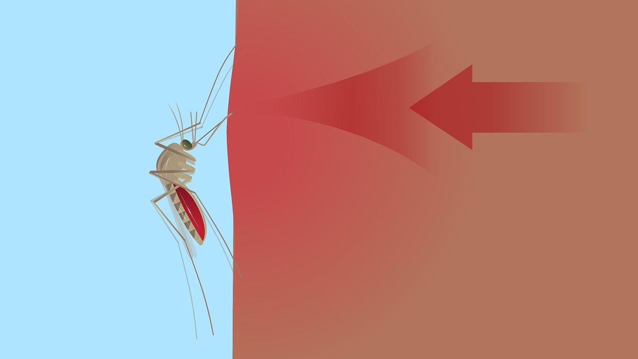 The Global Mosquito Borne Disease Market Growth Accelerated By New Preventive Vaccines Developsment 