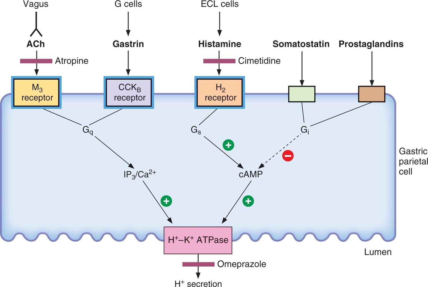 Unlocking the Potential of H2 Receptor Antagonists: A Market Poised for Growth Amidst Competitive Landscape 