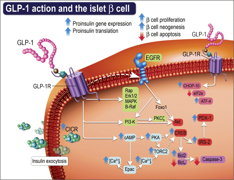 Glucagon-Like Peptide-1 Receptor Agonist Market Set for Rapid Growth due to The increasing awareness about glycemic control