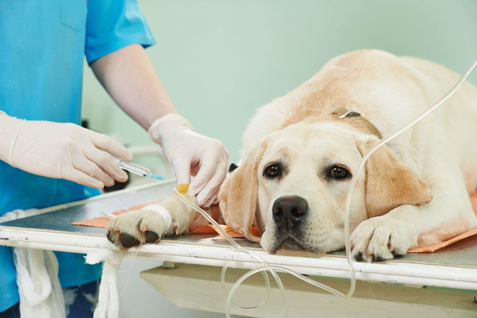 Potential growth of companion animal population to boost the growth of Veterinary Oncology Market