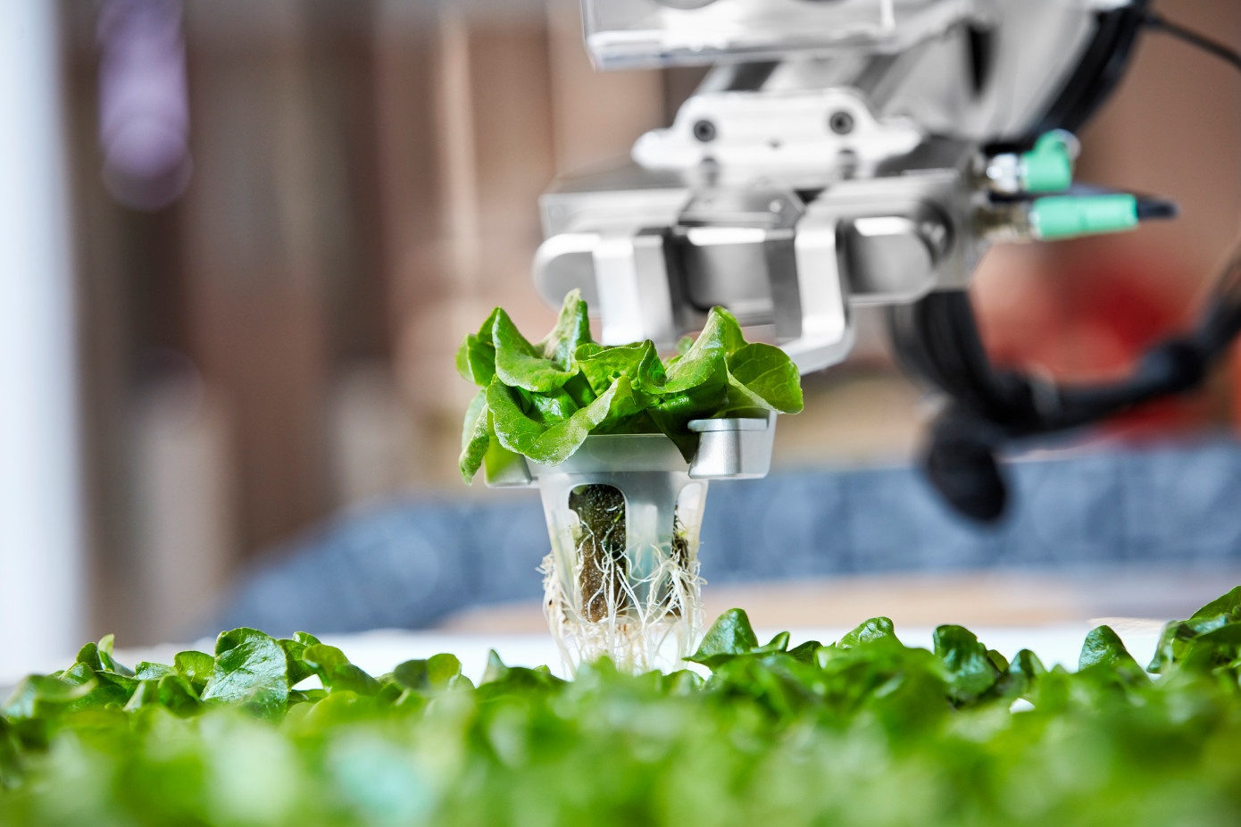 Emergence of Autonomous Vegetable Weeding Robots in Farming