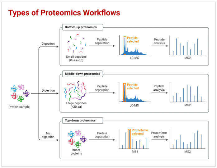 Proteomics Frontier: Mapping the Future of Biomedical Insights