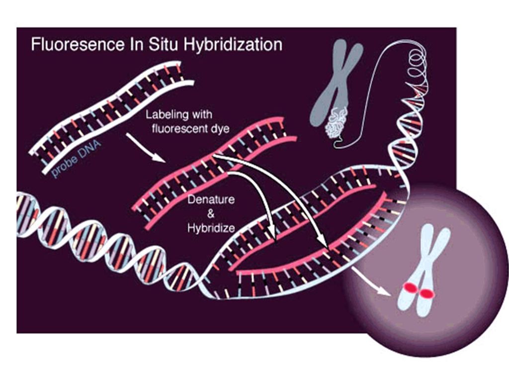 Navigating Growth: Trends and Market Size in the In-Situ Hybridization Landscape
