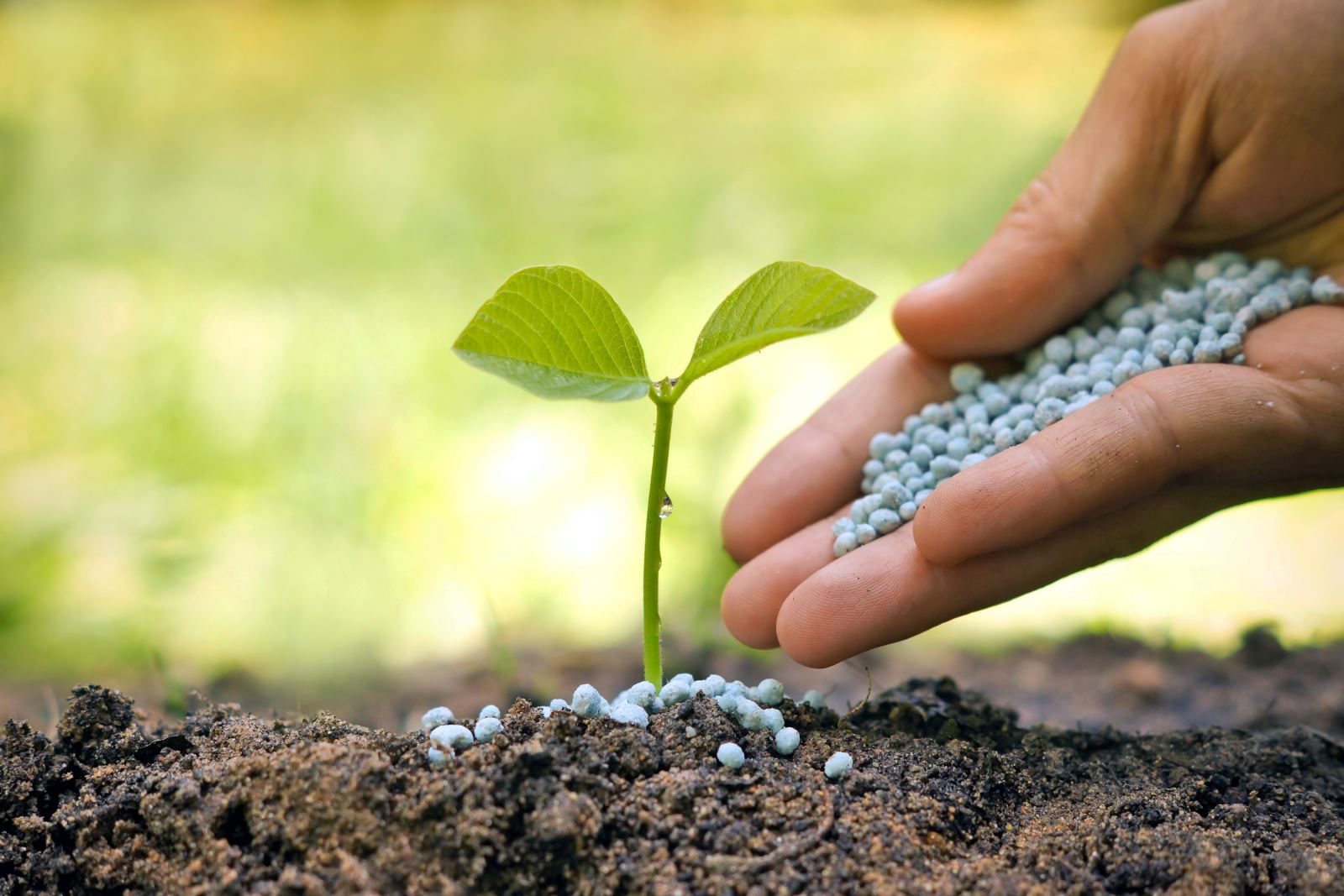Chelated–Iron Agricultural Micronutrient Market is Estimated to Witness High Growth Owing to Increasing Focus on Enhancing Crop Productivity