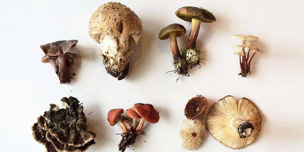 Mushroom Medicine Goes Global: Insights into the Worldwide Trend