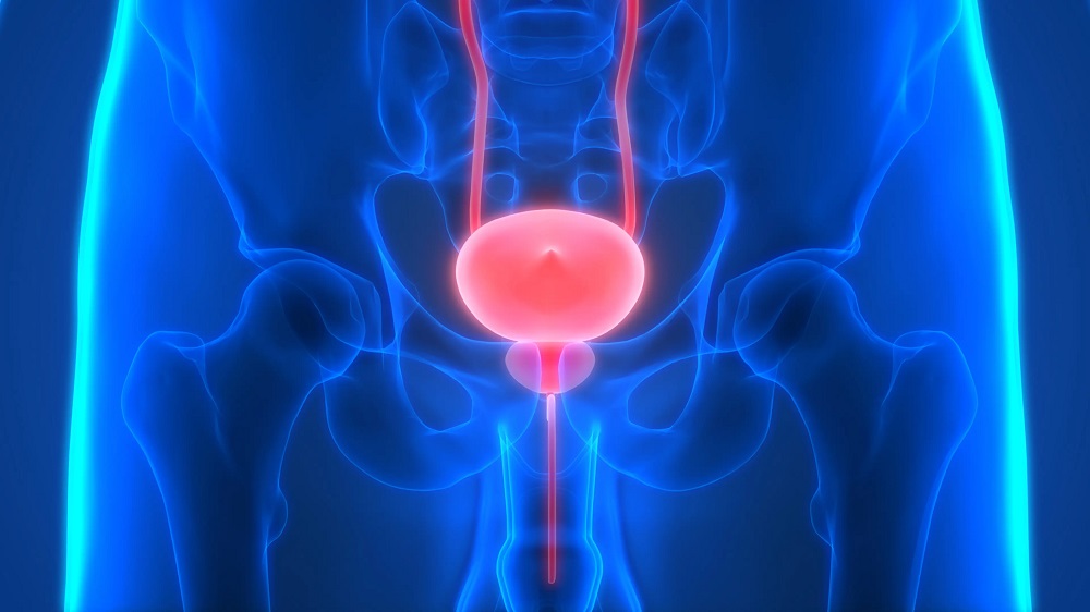 The Bladder Liners Market is estimated to witness high growth owing to increasing geriatric population