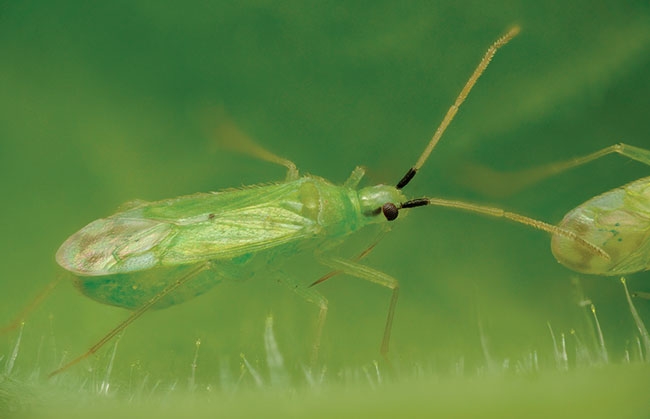 Incorporating Biocontrol Agents Market is Estimated to Witness High Growth Owing to Opportunity of Increasing Adoption of Organic Farming Methods 