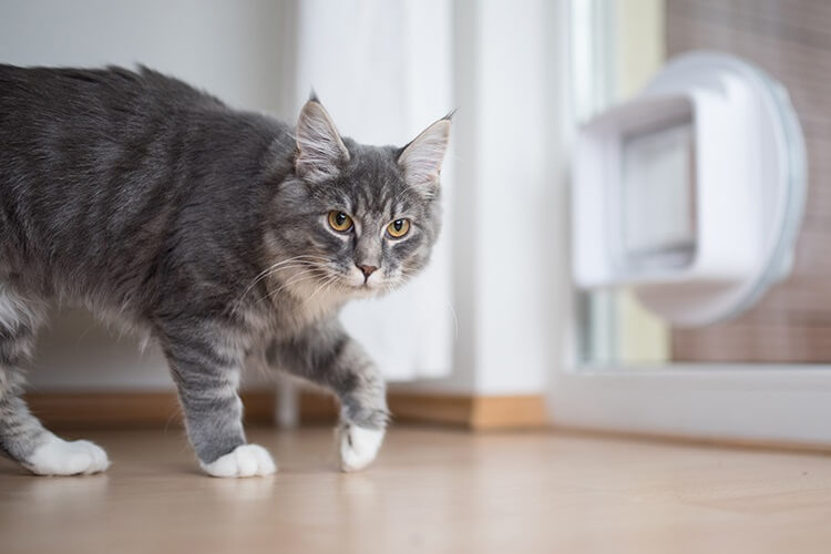 The Ultimate Guide To Cat Flap Fitters London