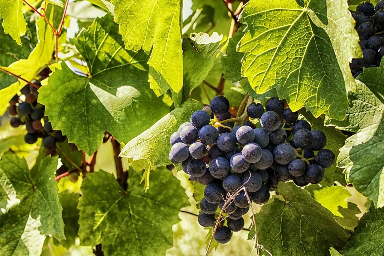 Anti-Aging Foods, Fruits, and Vegetables for Glowing Skin