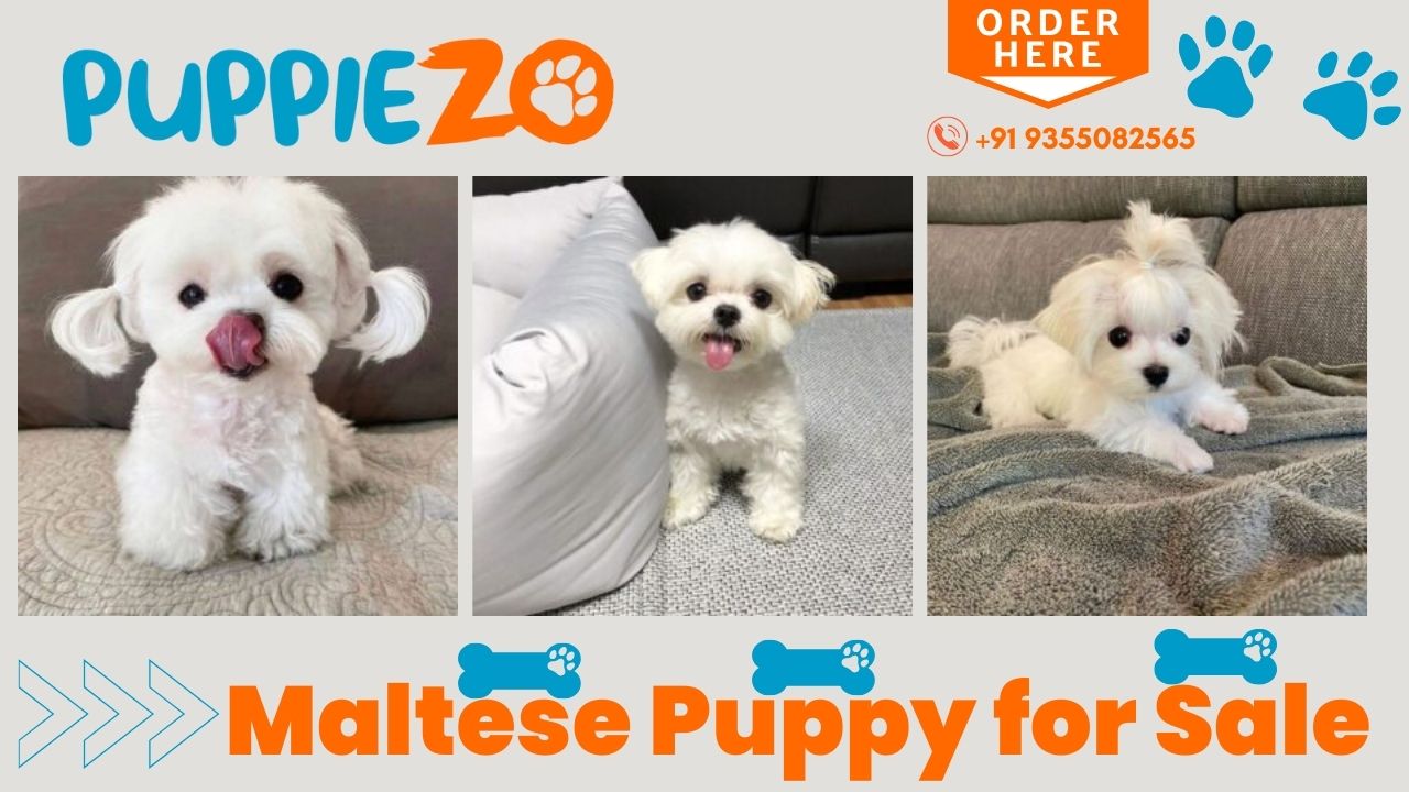 Maltese Puppies For Sale in Delhi NCR, India At Affordable Price – Puppiezo