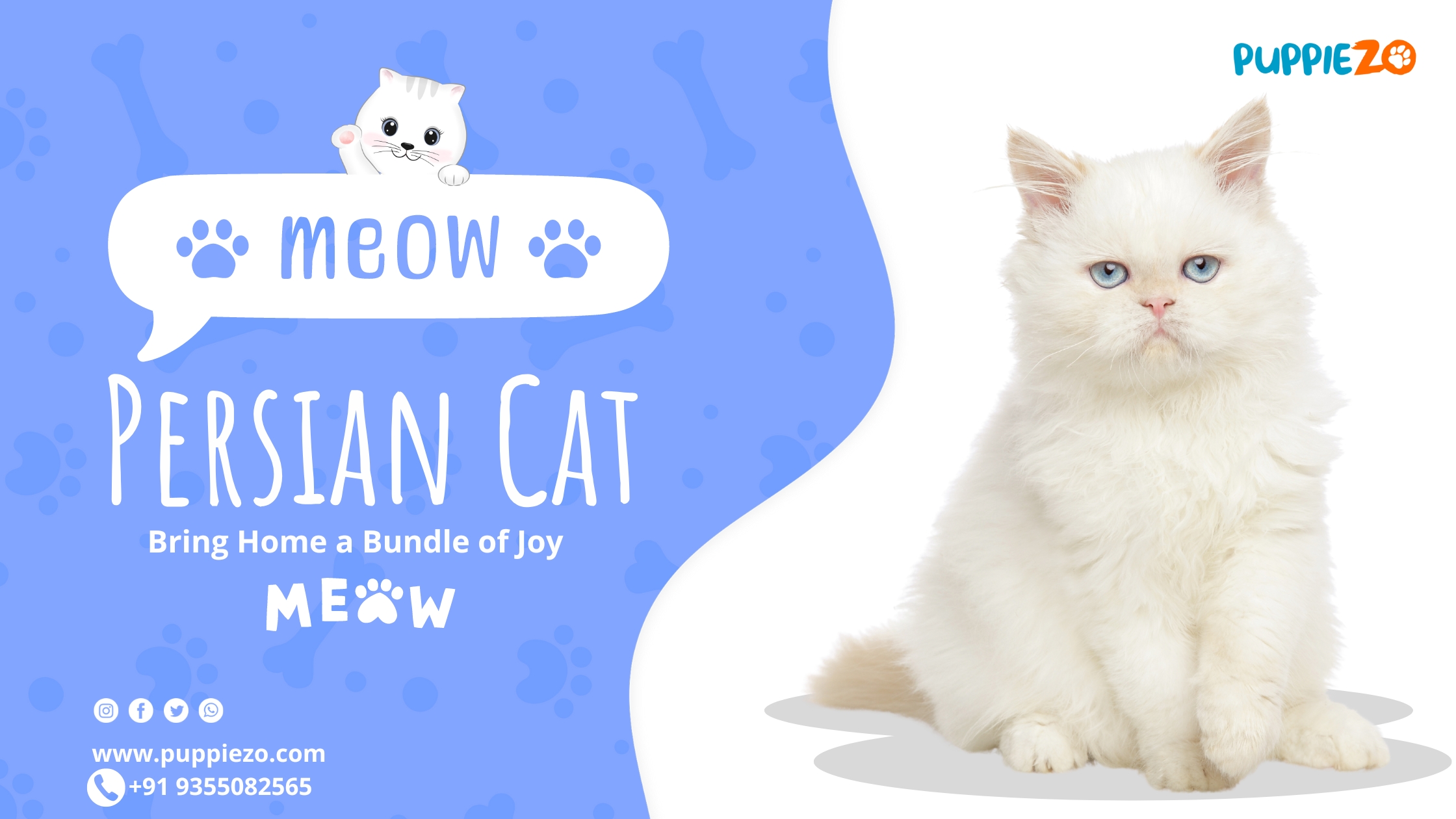 The Majestic Persian Cat Price: A Comprehensive Guide