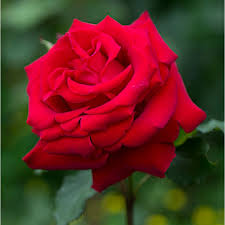 Indian Male seeking nice Indian Female Friend