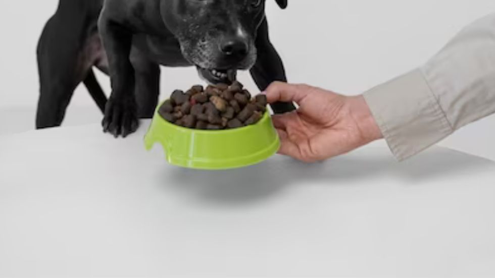  Menards Dog Food: Unveiling Quality and Variety for Your Canine Companion
