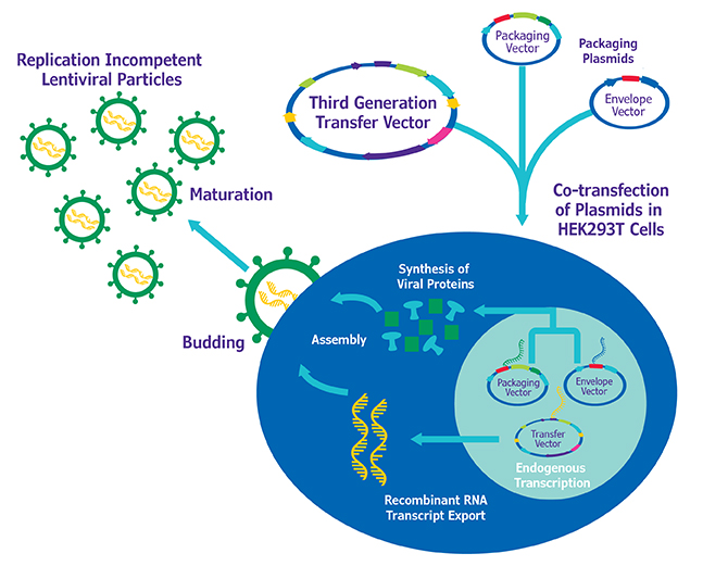 Lentiviral Vectors Market  Are Complex Molecular Tools That Enable Stable Gene Delivery And Integration Into The Host Genome