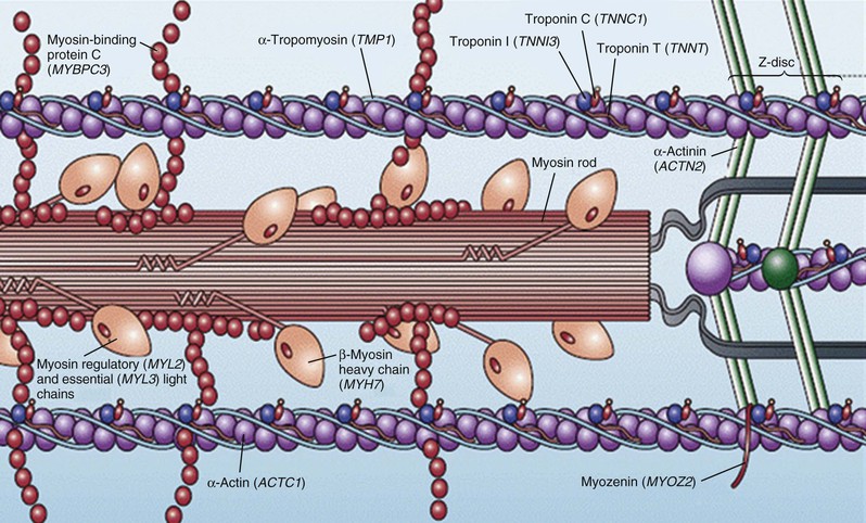 Hypertrophic Cardiomyopathy (HCM) Therapeutics: Current and Future Treatment Options 