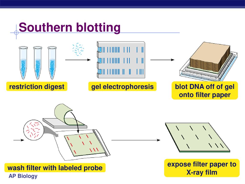 Southern Blotting Market Is Estimated To Witness High Growth Owing To Increasing Demand for Molecular Diagnostic Techniques