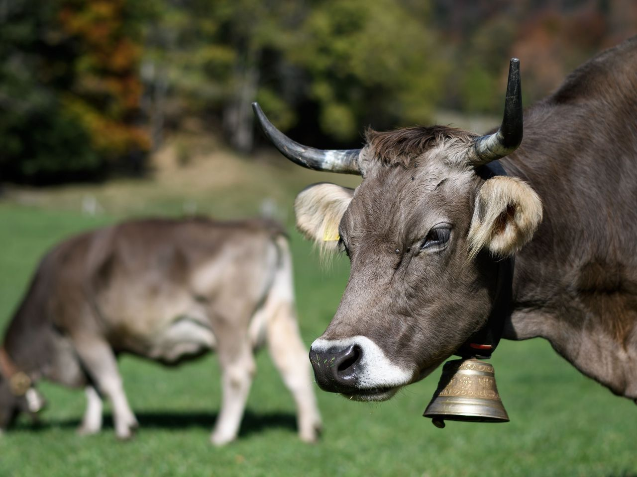 Artificial Intelligence-Based Mastitis Detection Is Fastest Growing Segment Fueling The Growth Of Bovine Mastitis Market