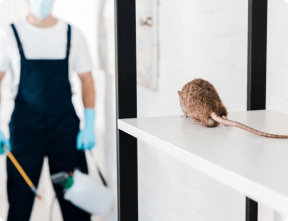 Rodent Control Perth: Your Ultimate Solution! 