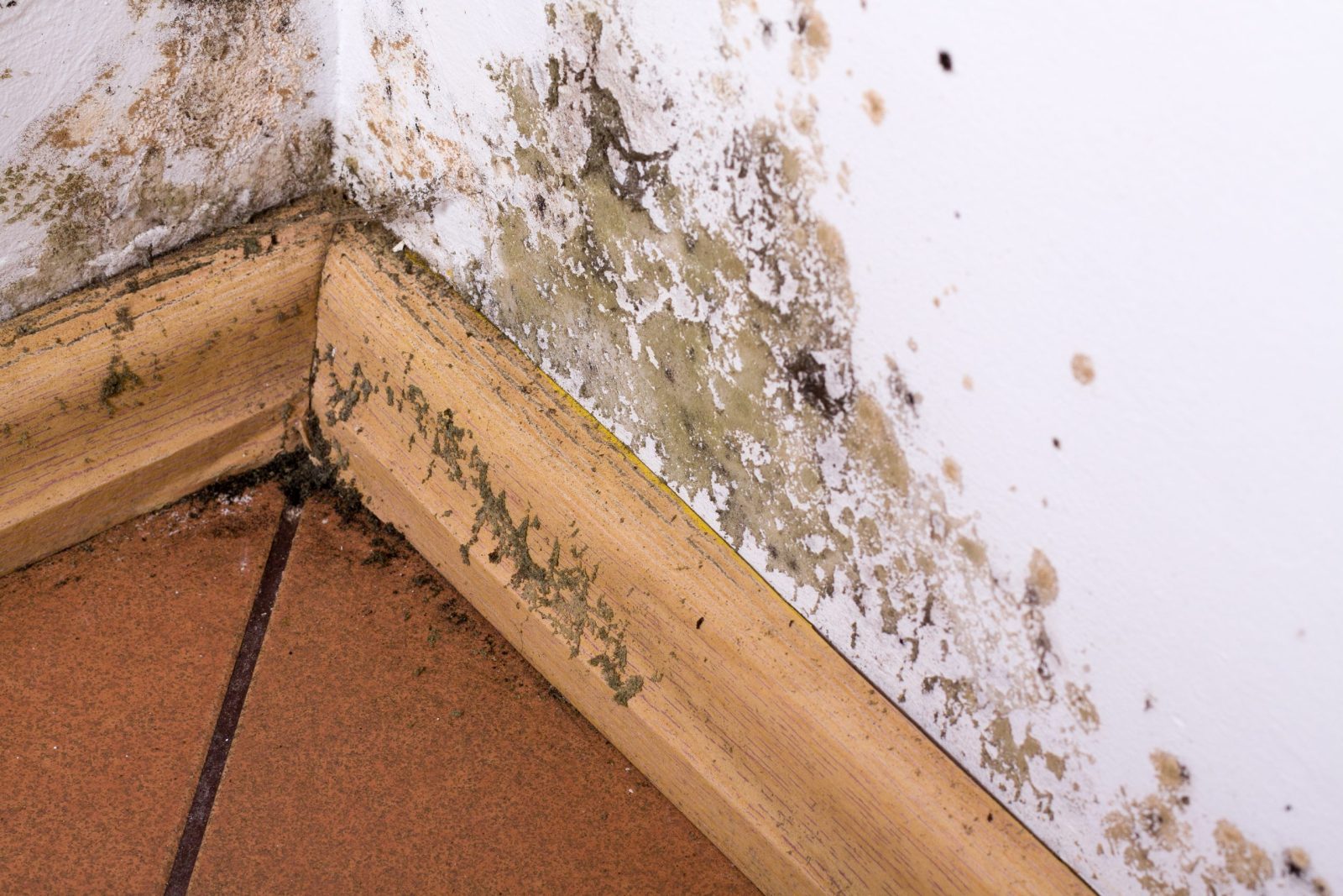 Mold Testing Cost in Houston: What to Expect - Ablabs