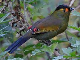 Bugun Liocichla 