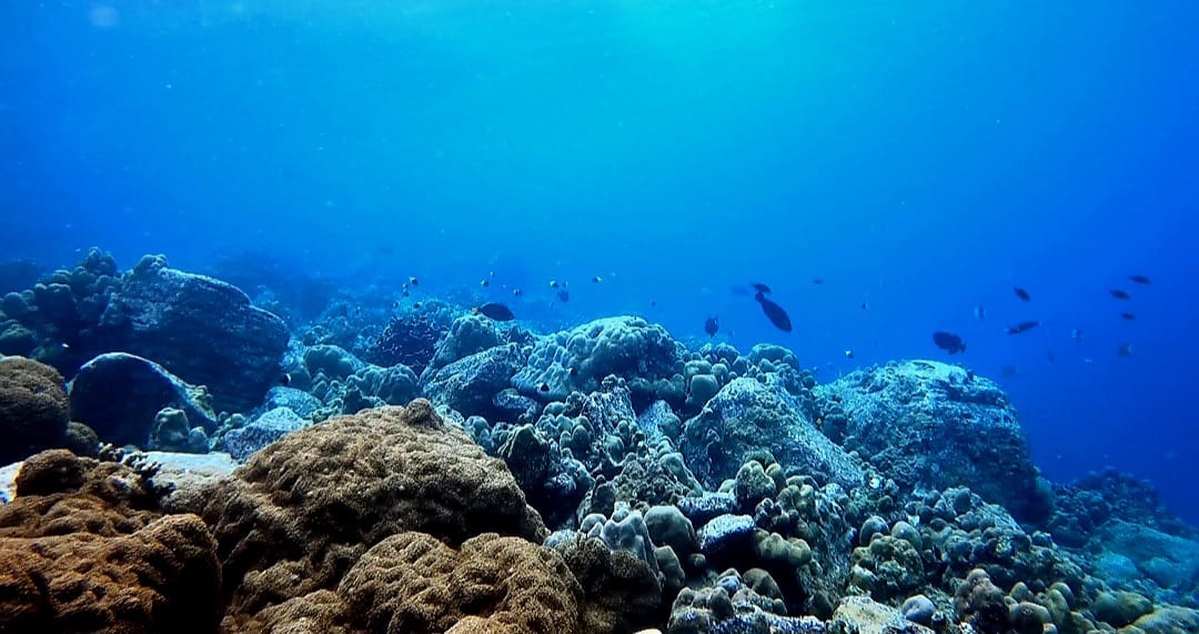 The 10 Best Diving Destinations in the World, Surprisingly 5 are in Indonesia