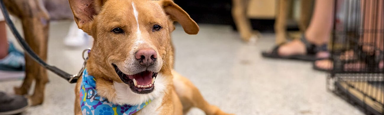 Ultimate Guide to Finding Quality Dog Leashes Online at Cox Creek Pet