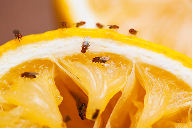 How to Get Rid of a Fruit Fly Infestation in Your Apartment