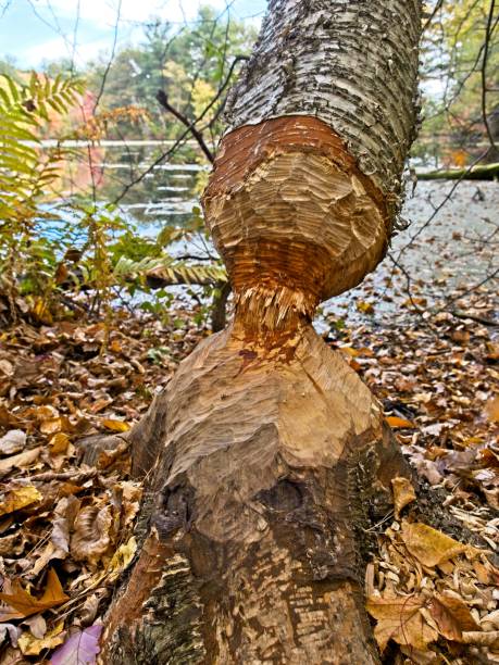 Tree Cutting Essex: Essential Tips for a Safe and Successful Tree Removal