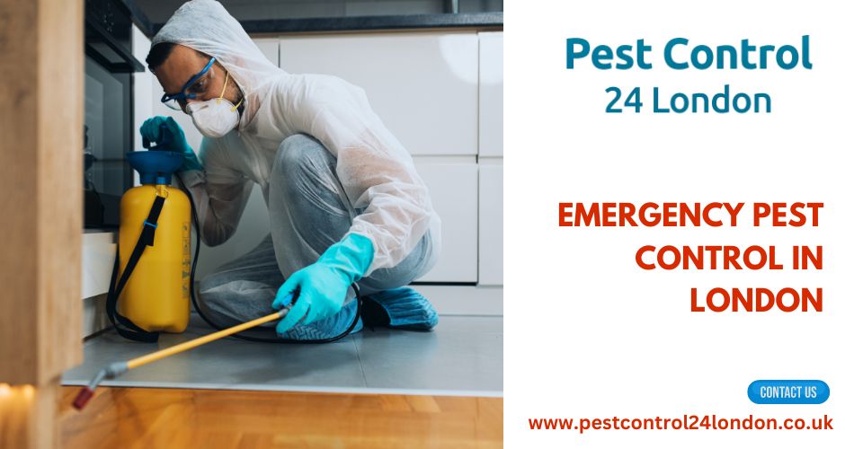 Guarding Urban Havens: The Vital Role of Emergency Pest Control in London and Ealing