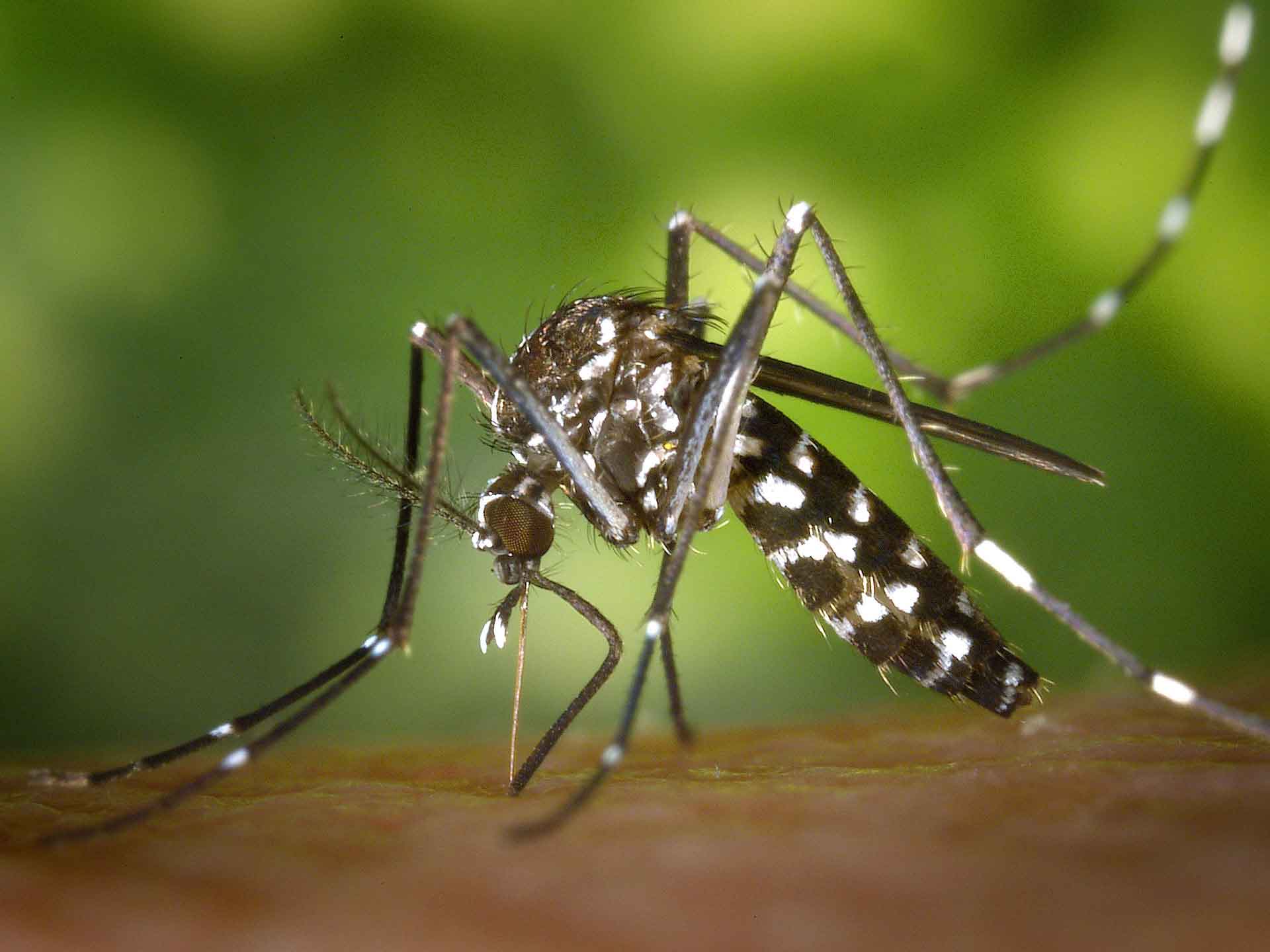 Mosquito Repellents Segment is Fastest Growing Fueling Growth of Mosquito Borne Disease Market