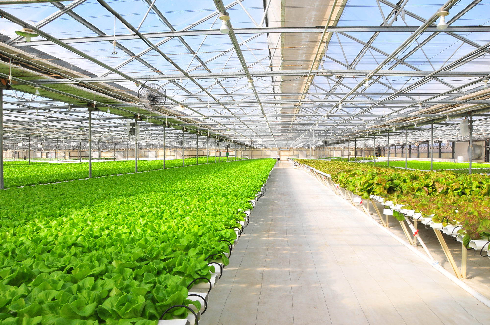 Growing Nutritious Hydroponic Vegetables without Soil