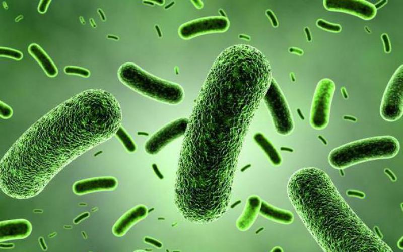 Probiotics Delivery in Gut Health is Fastest Growing Segment Fueling the Growth of Lactobacillus Acidophilus Probiotics Market