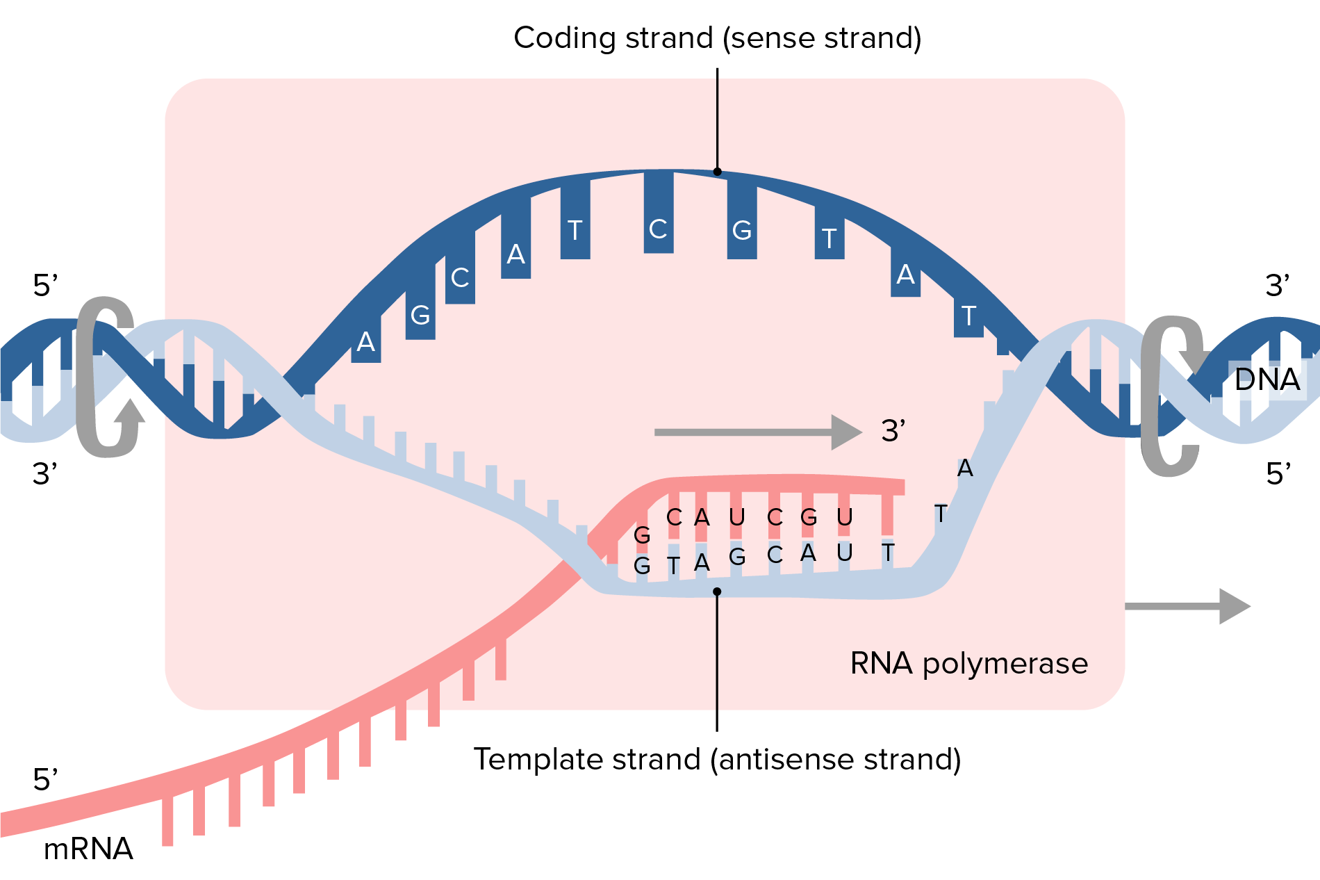 The m-RNA Synthesis Service Market Growth is Accelerated by Increased Clinical Trials