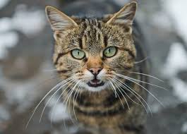 Parti yorkies for sale?