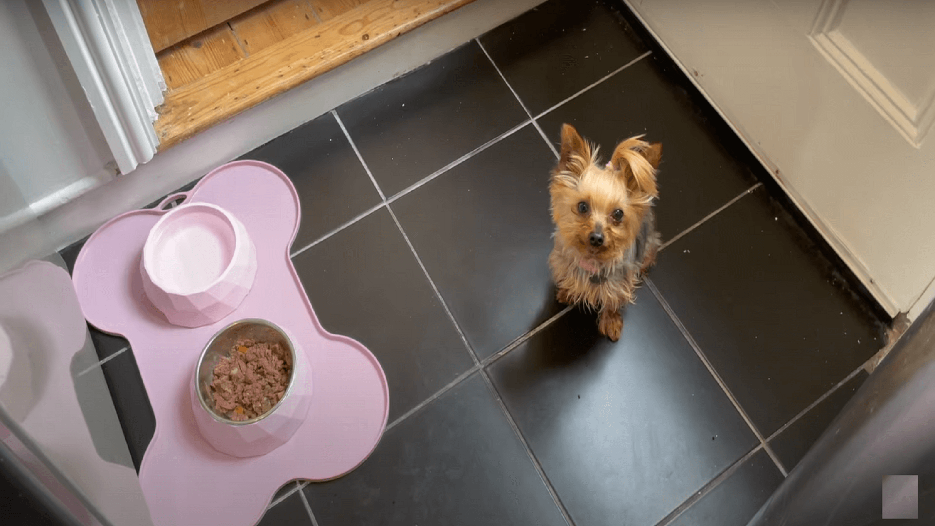 Decoding the Growth Timeline: When Do Yorkies Stop Growing?