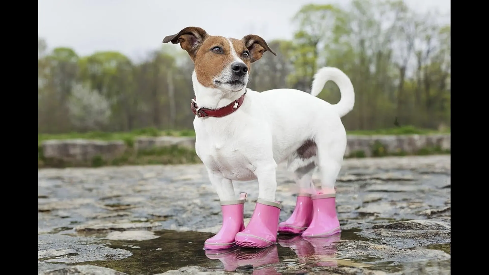 Walking in Style: Discover the Trendy World of Dog Crocs