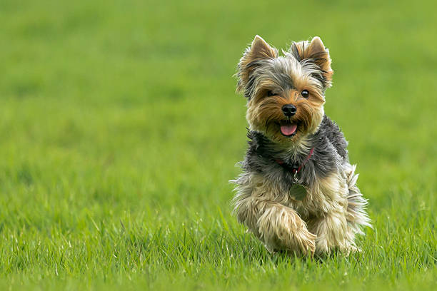 Exploring the World of Parti Yorkies: Unveiling Their Unique Coat Patterns and Irresistible Charm