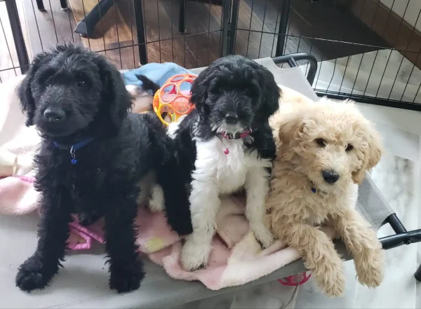 How to Budget for a Labradoodle Puppy from a Responsible Breeder?