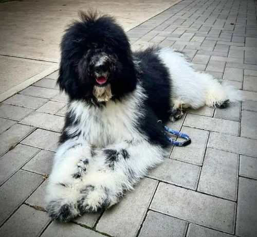 How to Budget for a Labradoodle Puppy: Cost Breakdown and Tips