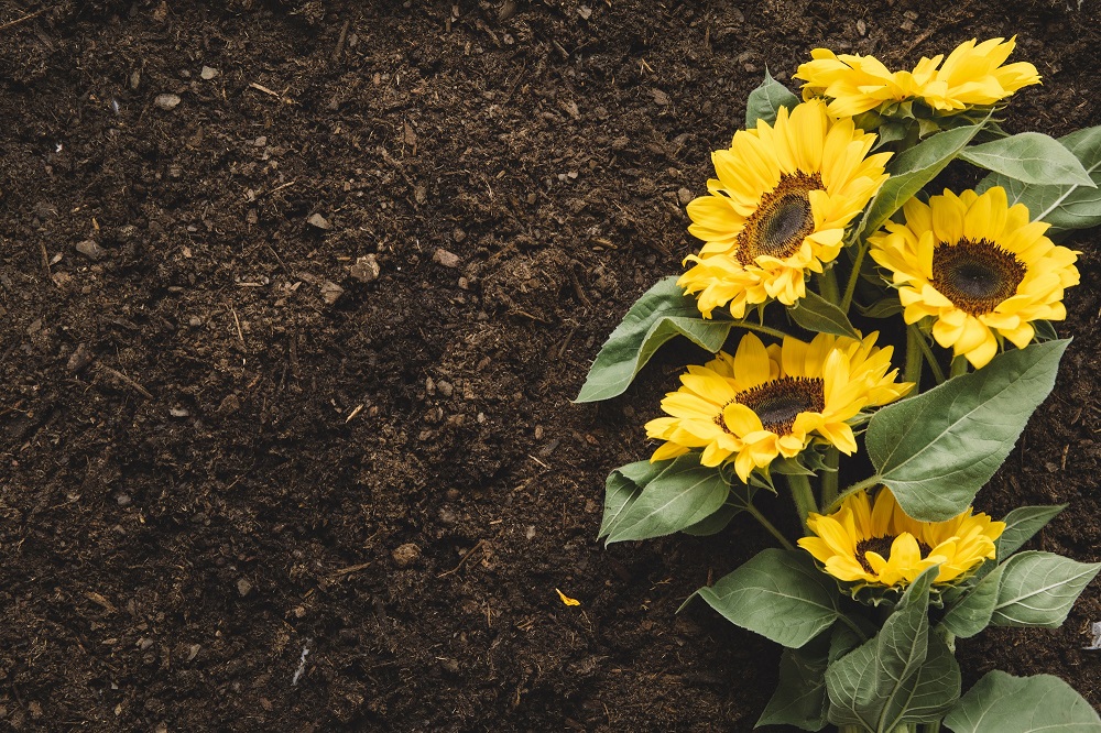 Uncovering the Best Soil Company in Town