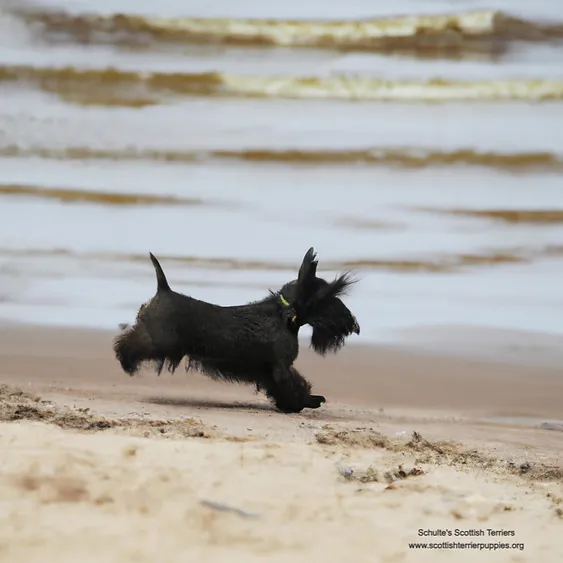 Unveiling the Best Scottish Terrier Breeders in Alabama: Locating Your Ideal Companion