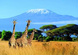 Exploring Tanzania's Rich Wildlife: A Guide to the Best Safari Tours